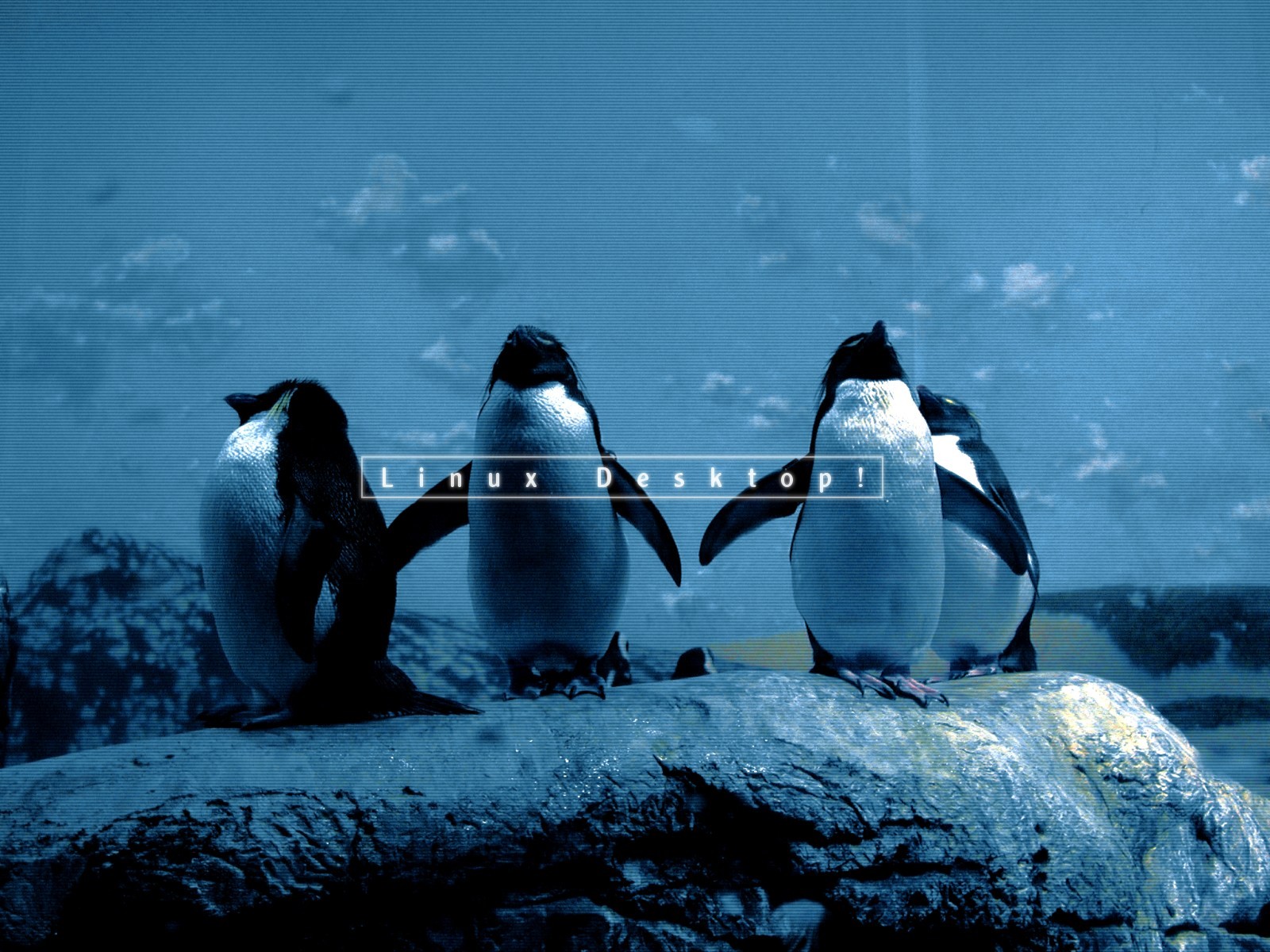 Penguins Desktop Wallpaper Stock Photos