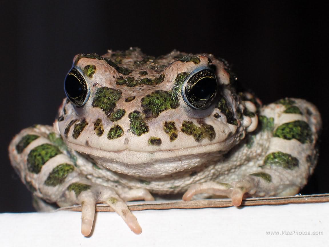 Toad Close Up Photo
