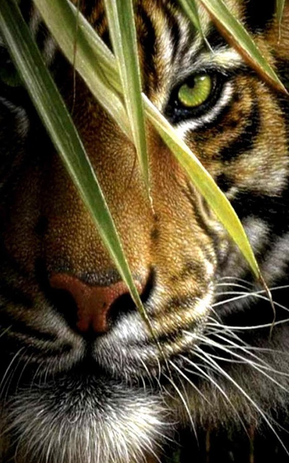 Tiger Live Wallpaper Android Apps