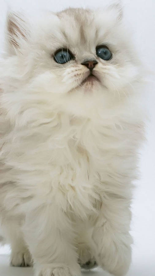 Cat iPhone Wallpaper
