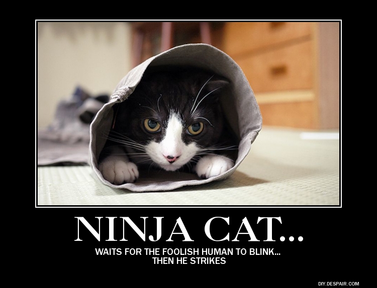 Demotivational Ninja Cat By Imaninja2