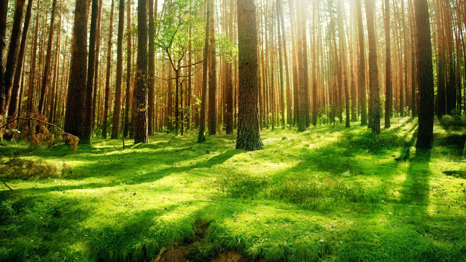 74 Forest Background Images Wallpapersafari