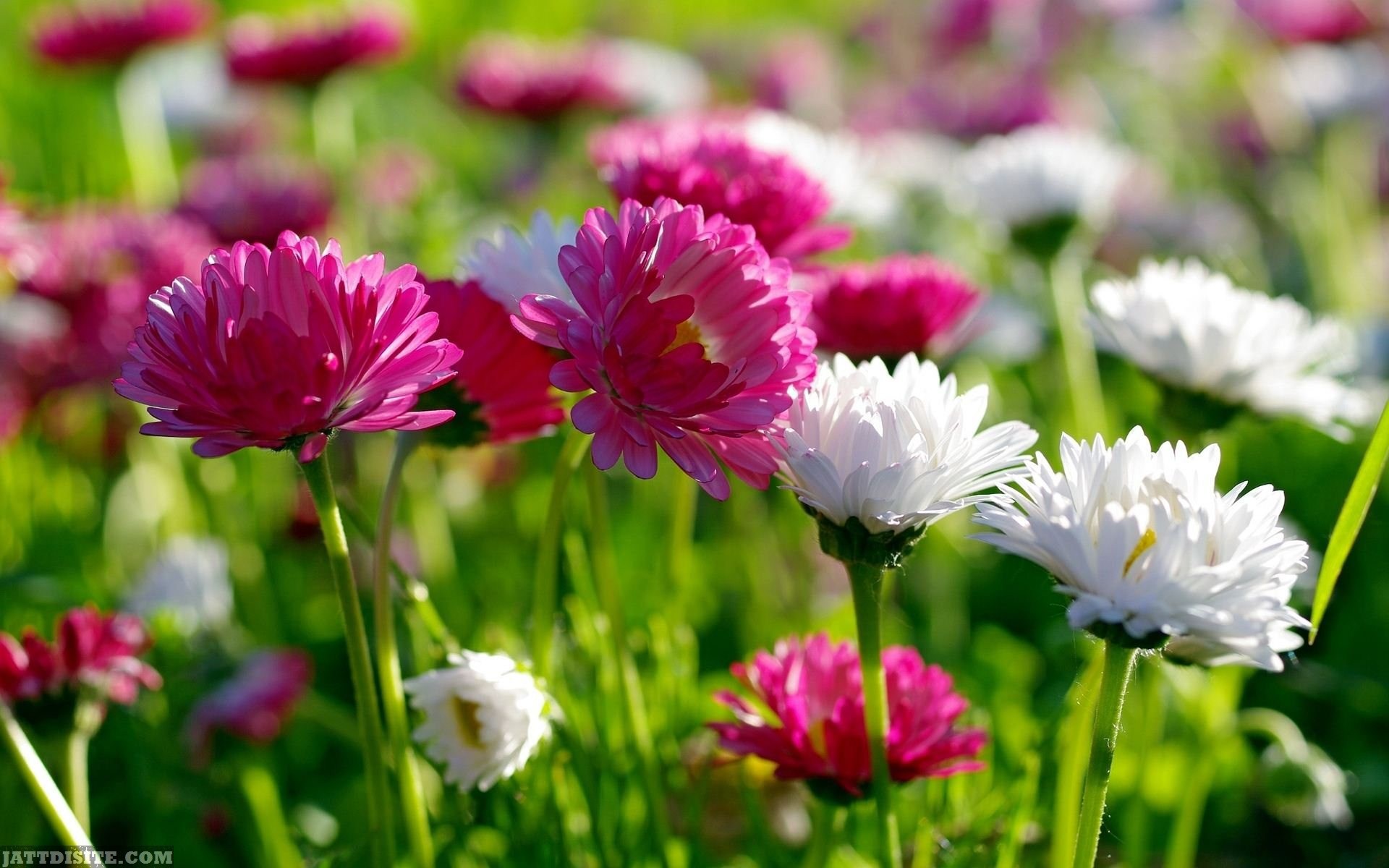 Vivid pink and white English daisies in a vibrant green field, capturing the beauty of a floral landscape