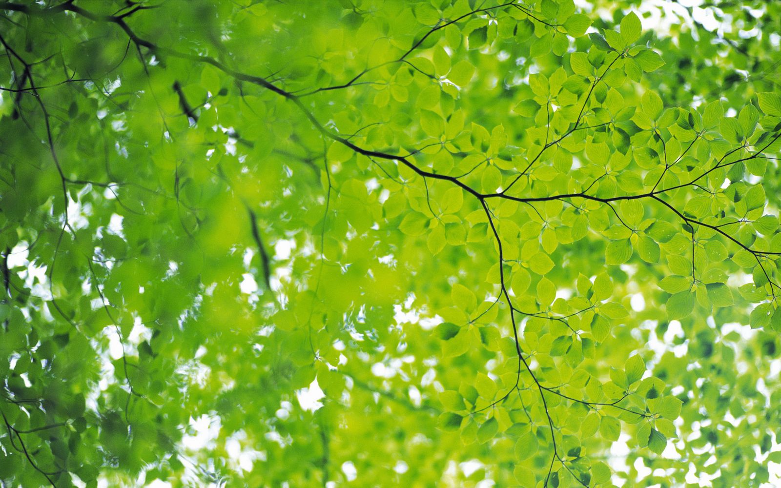 Green Leaves And Background