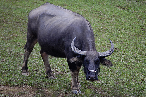 Buffalo Is A Domestic Animal Buffaloes Are Very Large Animals That