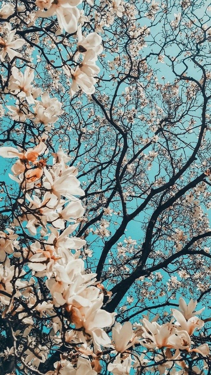  1001 spring wallpaper images for your phone and desktop