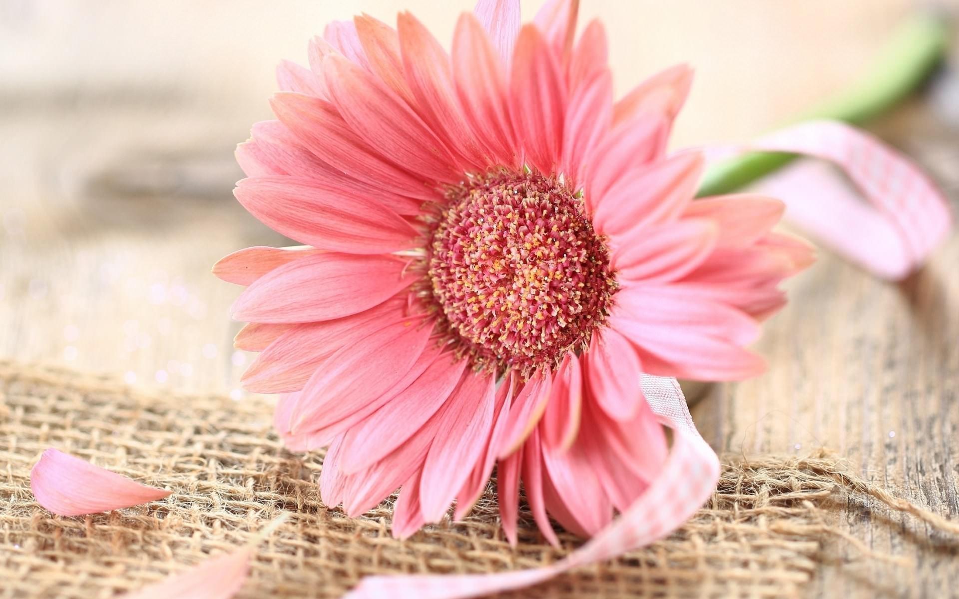 Pink Gerbera