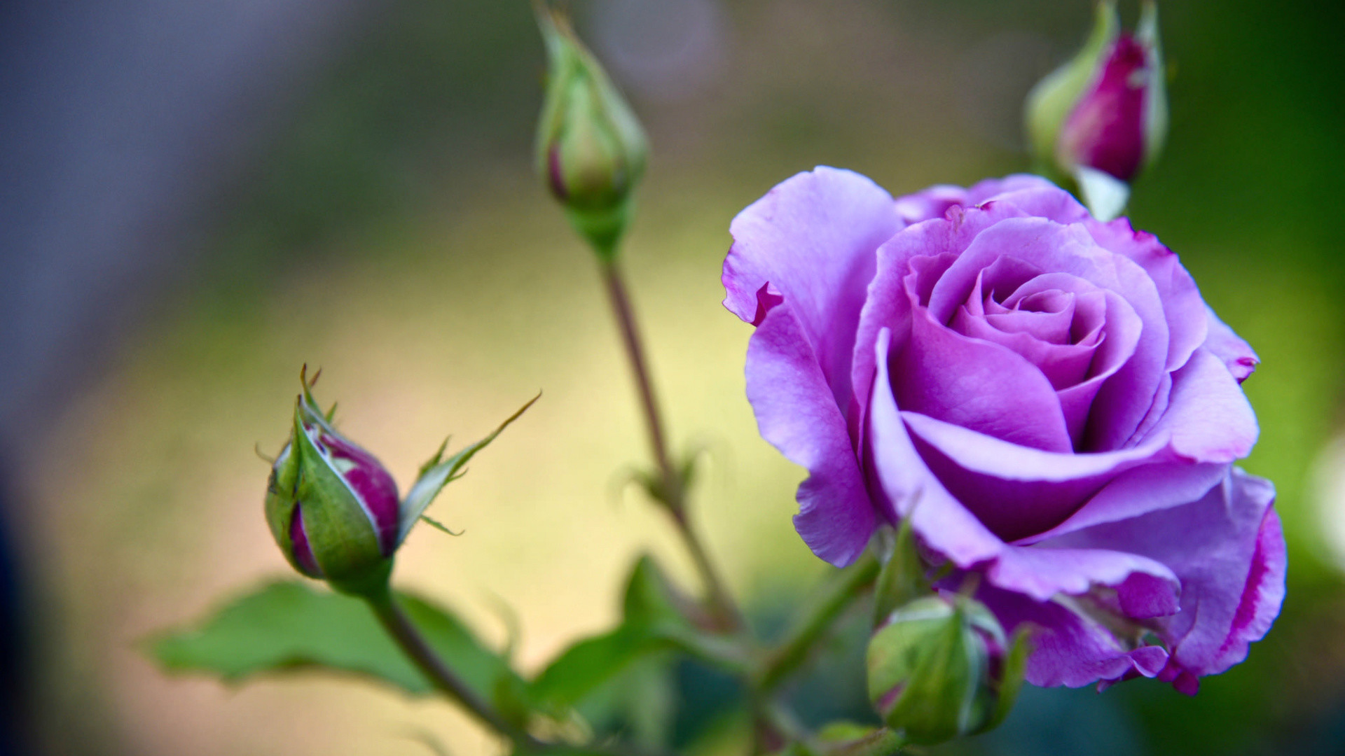 A close-up of a vibrant purple rose in full bloom, with several unopened buds on the same stem, against a soft-focus green background
