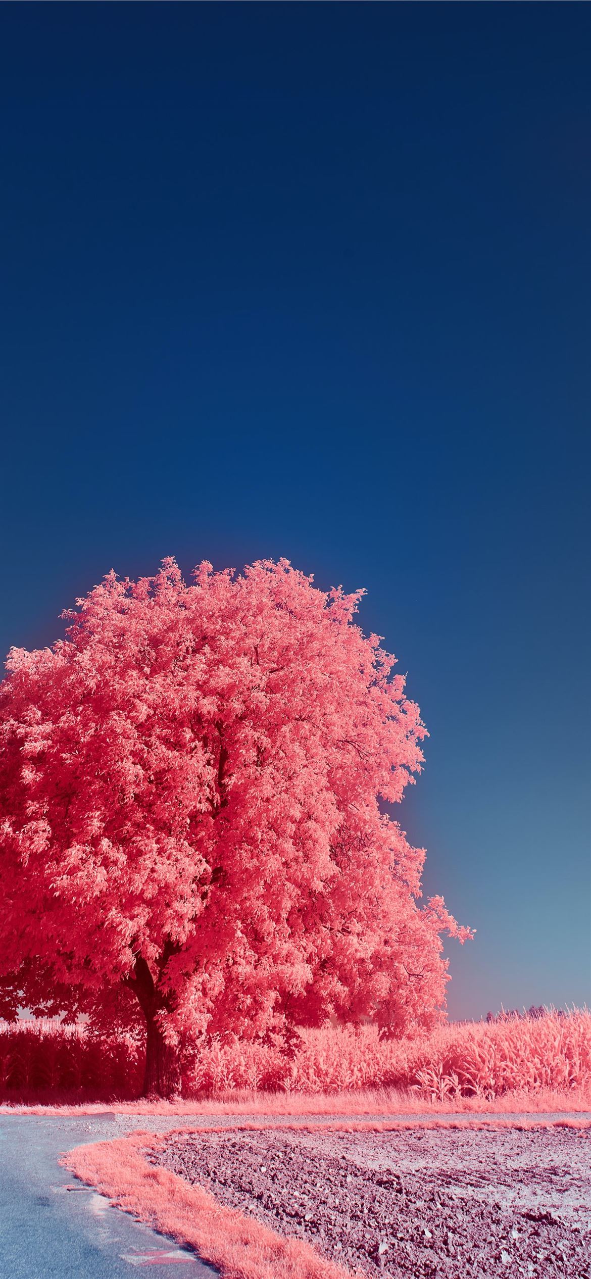 Pink And White Trees Under Blue Sky During Daytime iPhone