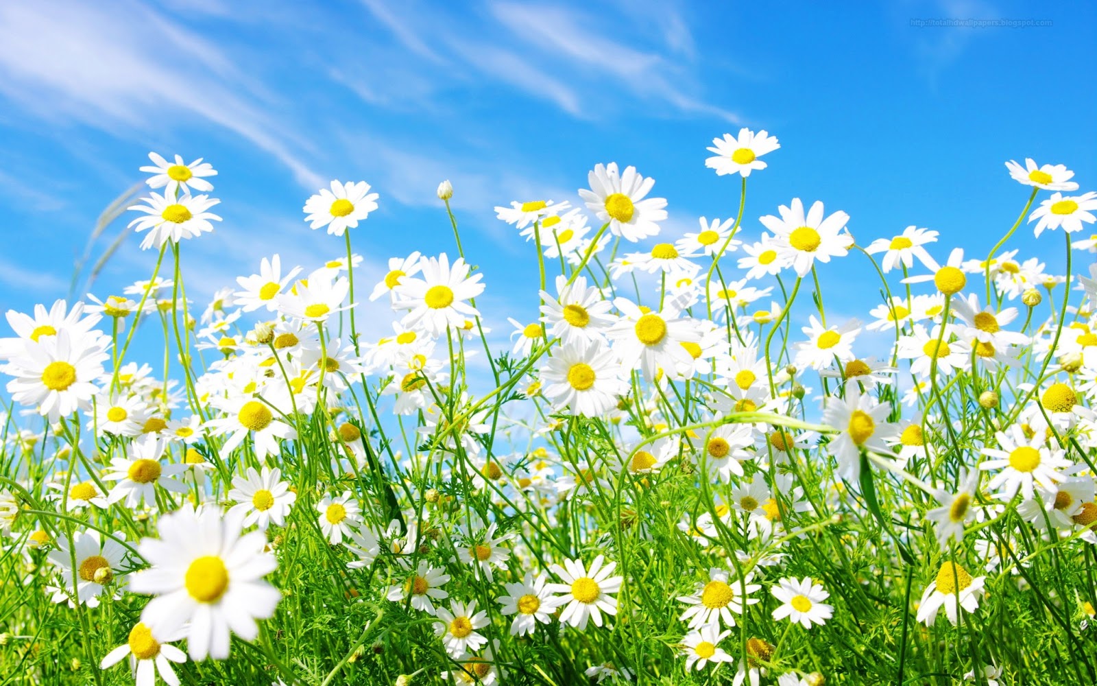 Daisy Wallpapers  Top Free Daisy Backgrounds  WallpaperAccess