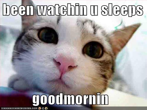 Funny Good Morning Cat
