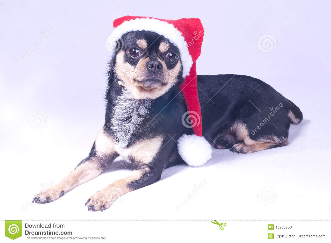 Dog Sitting In Santa Hat Isolated White Background Stock Photo