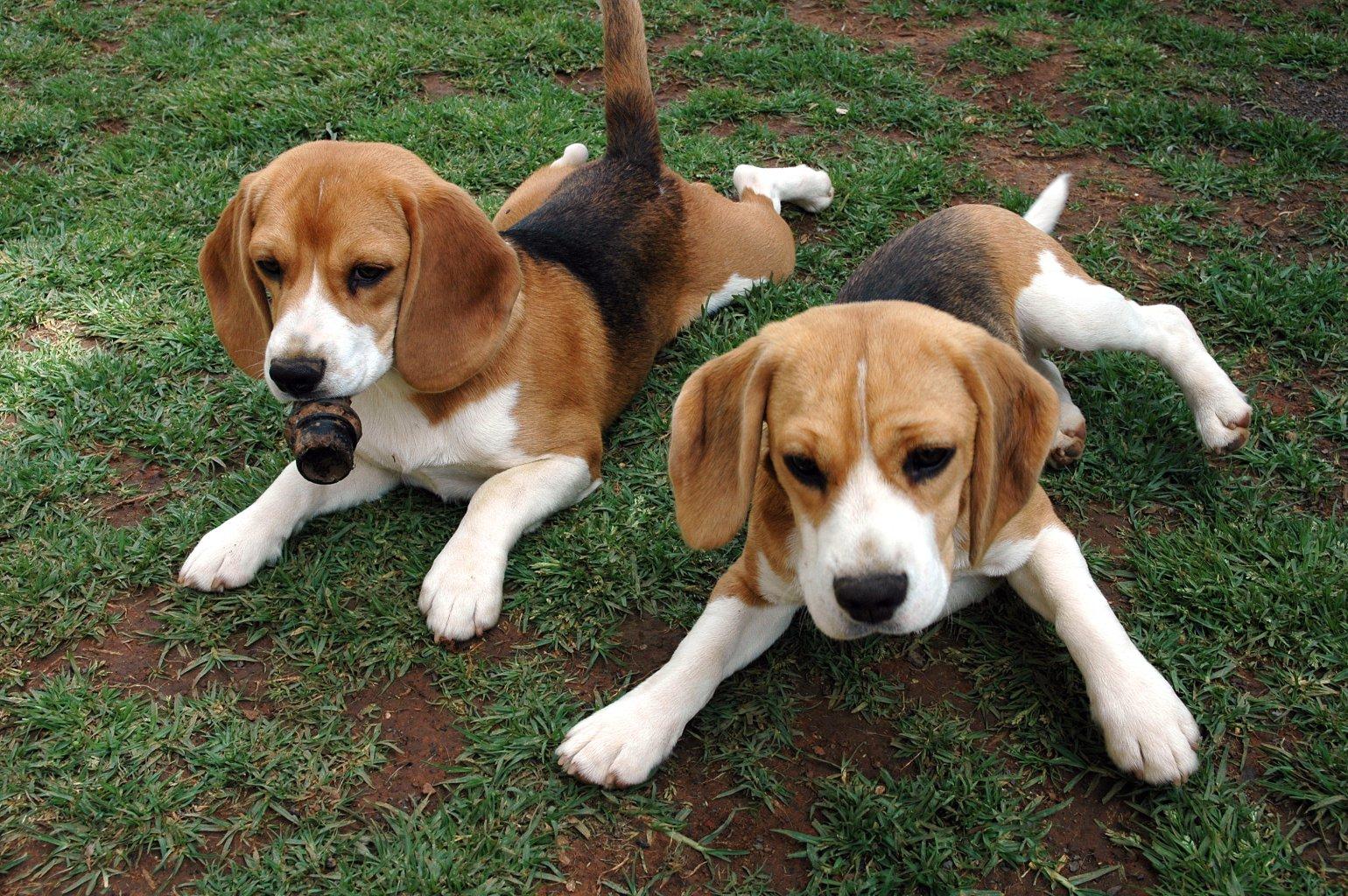 Beagle Dogs Wallpaper