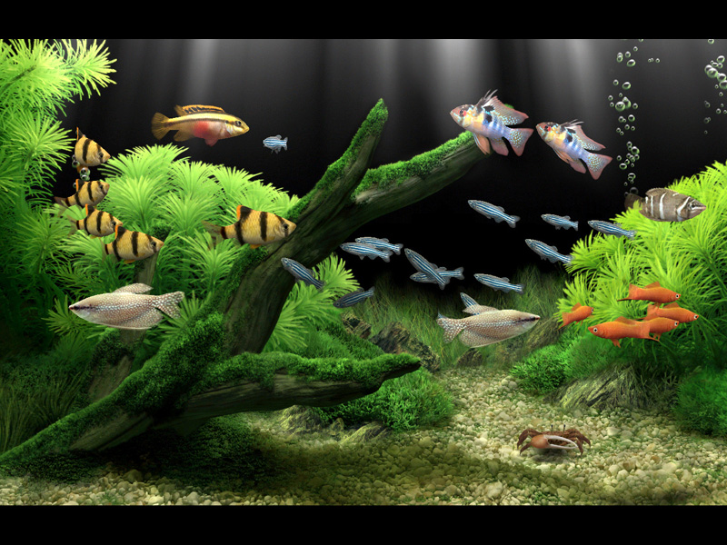 Dream Aquarium Screensaver Is A Next Generation
