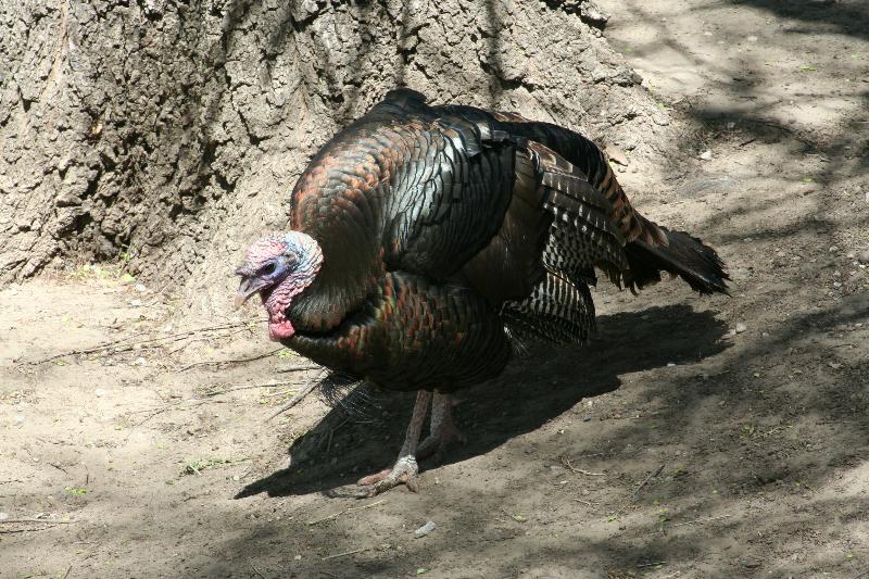 Animal And Nature Photos Wild Turkey Photo Gallery