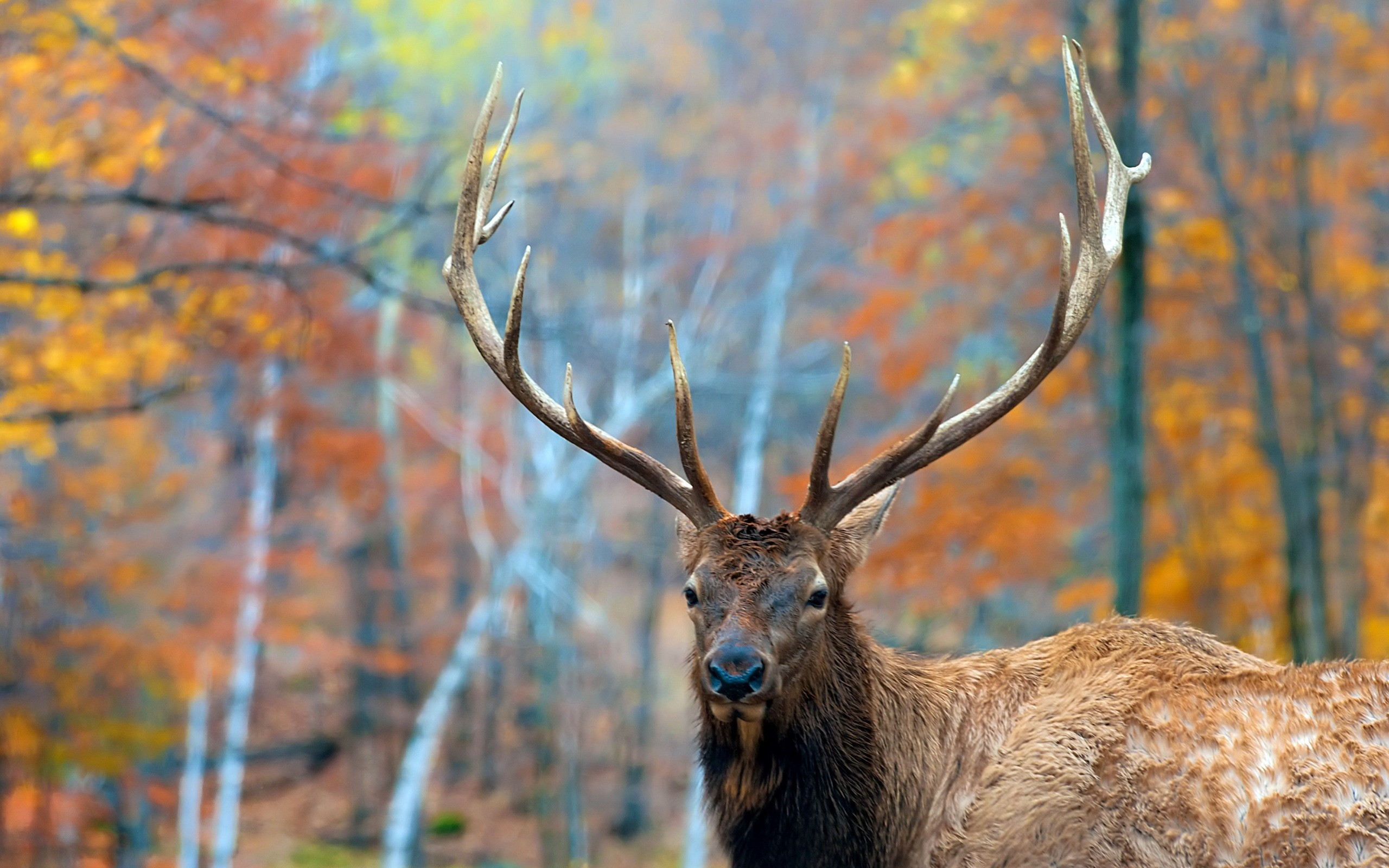 Elk Wallpaper HD Background Of Your Choice