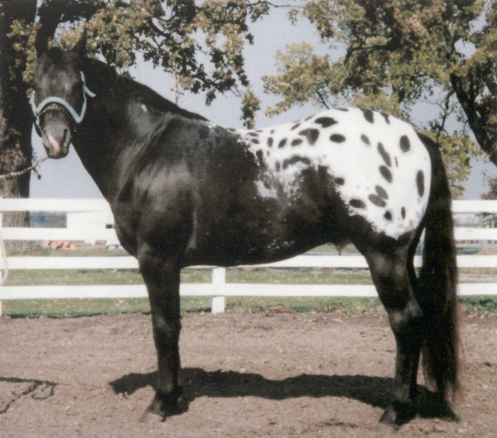 Black Appaloosa Horse Running Beautiful