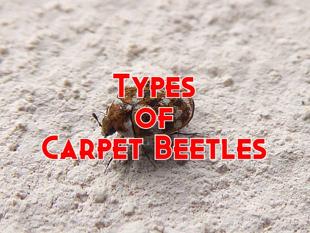Types Of Carpet Beetles Wallpaper
