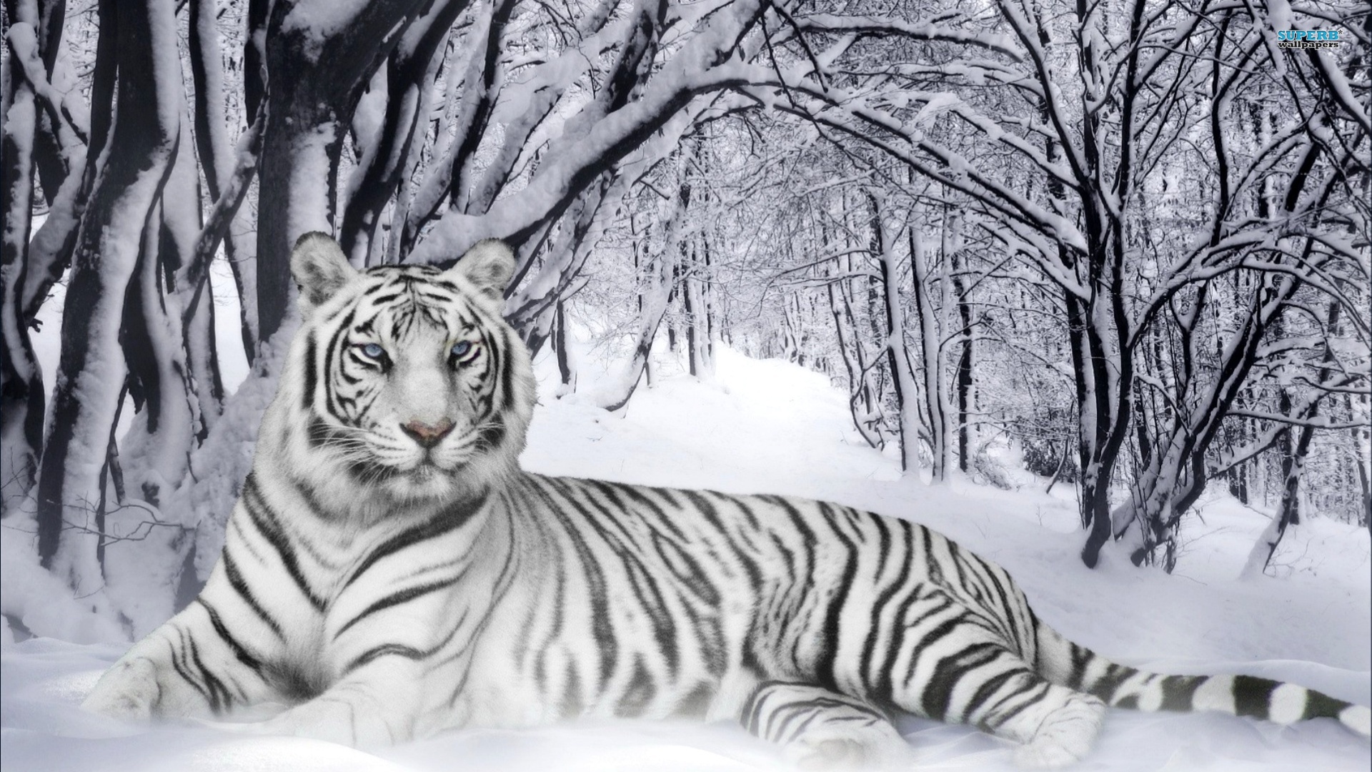 White Tiger Wallpaper Desktop Wallpaper