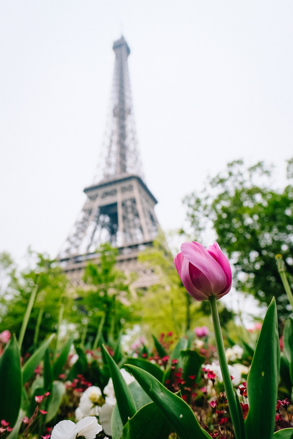 Paris Flowers Pictures Image