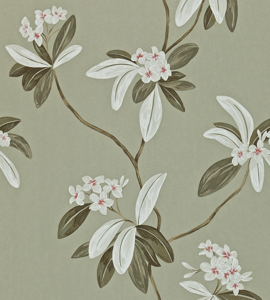 Oleander Wallpaper By Sanderson Jane Clayton
