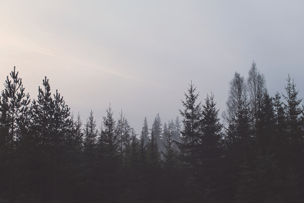 Forest Tree Line Wall Mural With Image Landscape Wallpaper