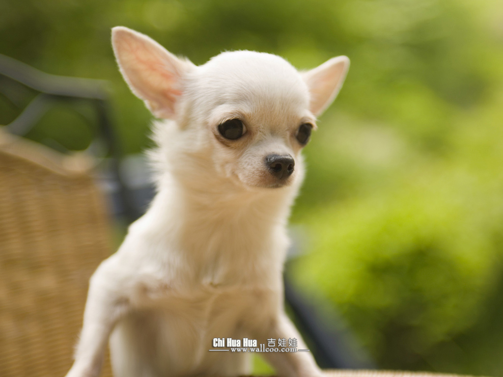 Chihuahua Puppy Wallpaper Pictures No Desktop