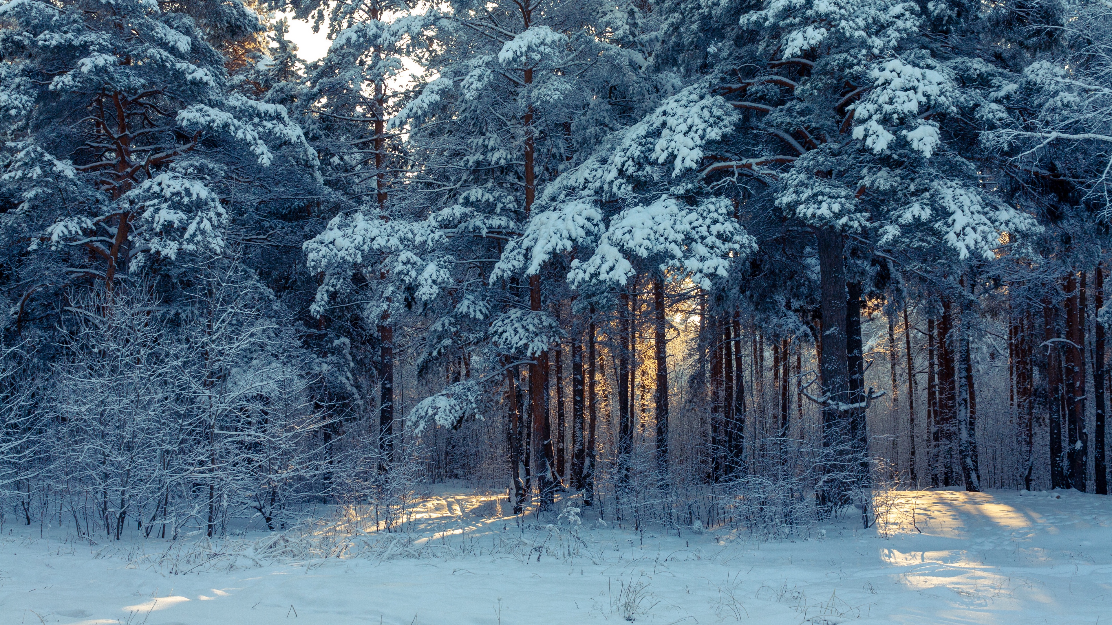 Wallpaper Forest Winter Snow Trees