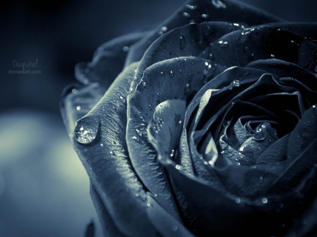 Black Rose Wallpaper HD Pictures One