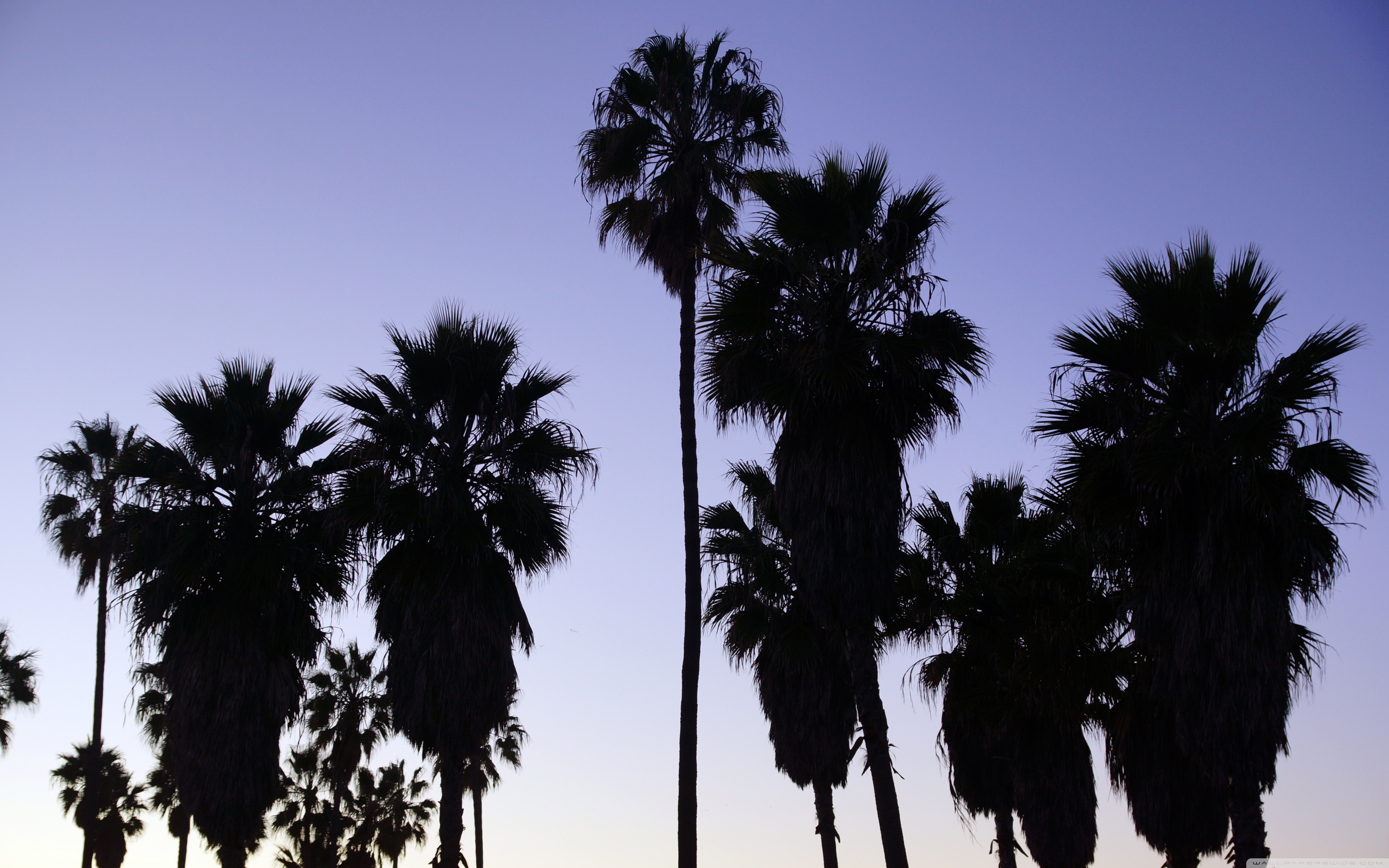 Palm Trees Venice Beach Los Angeles 4k HD Desktop Wallpaper