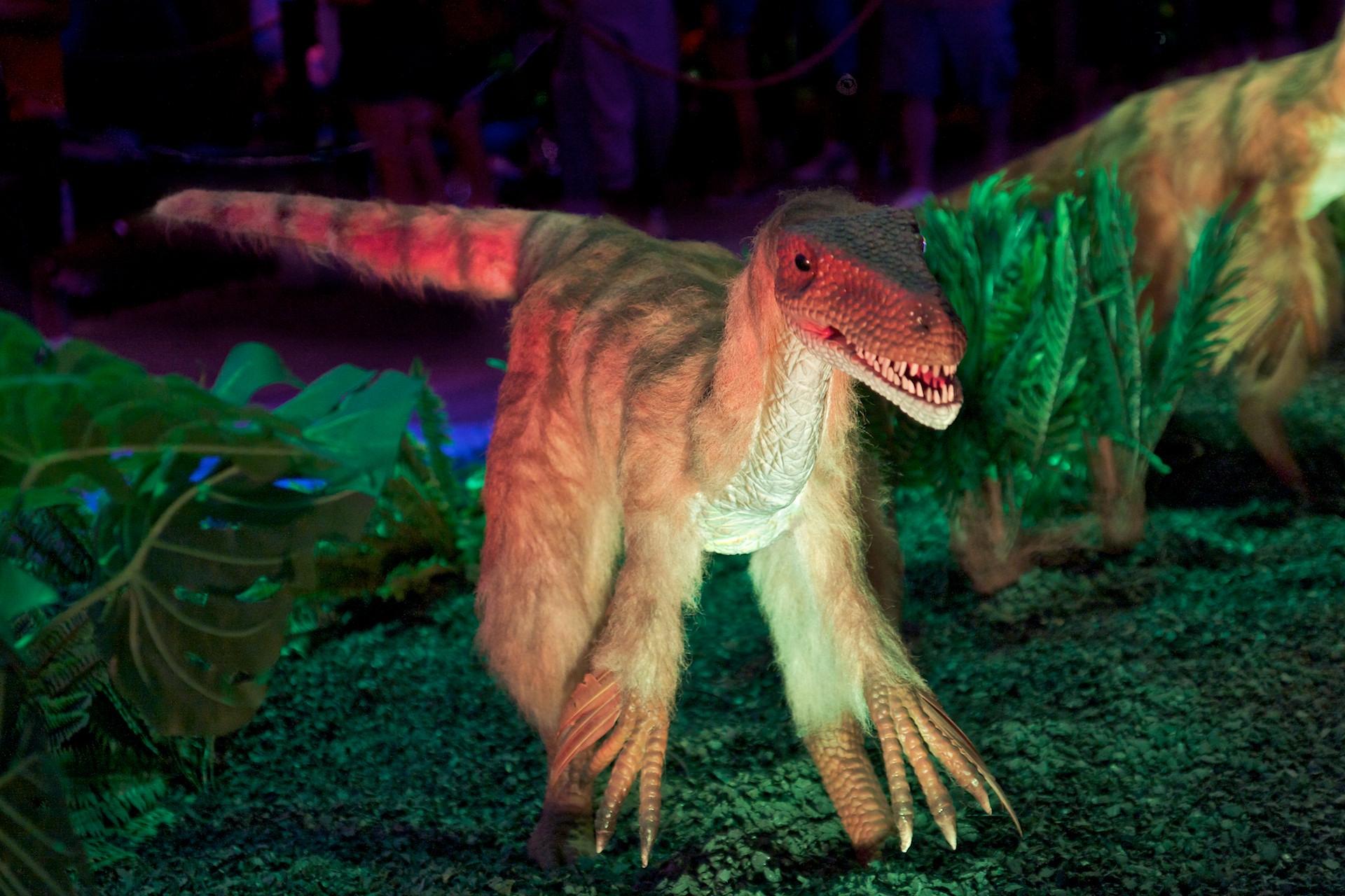 Velociraptor Dinosaur Wallpaper Click Picture For High Resolution HD