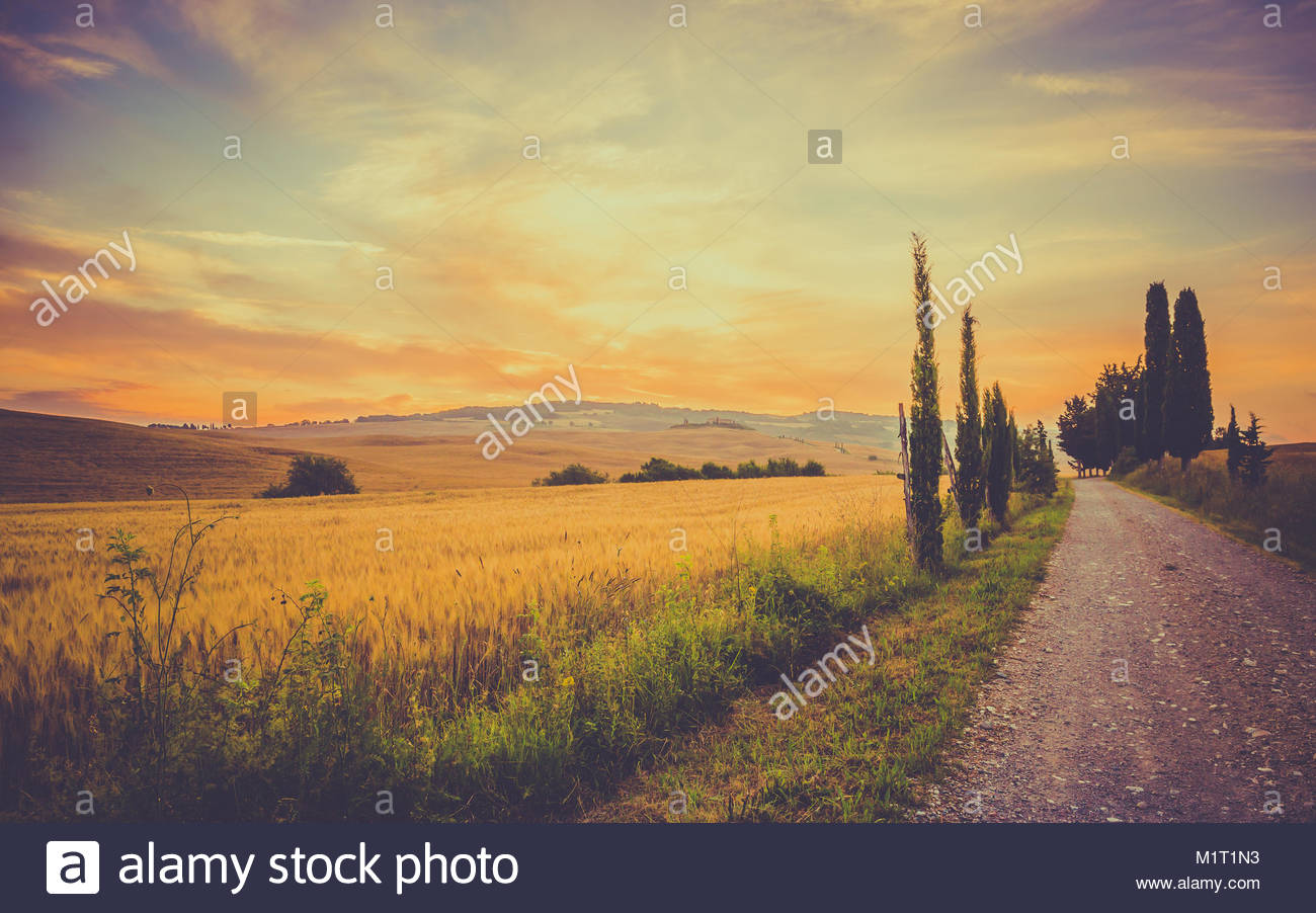 Vintage Tuscan Landscape With Fields Of Corn And Hills In The