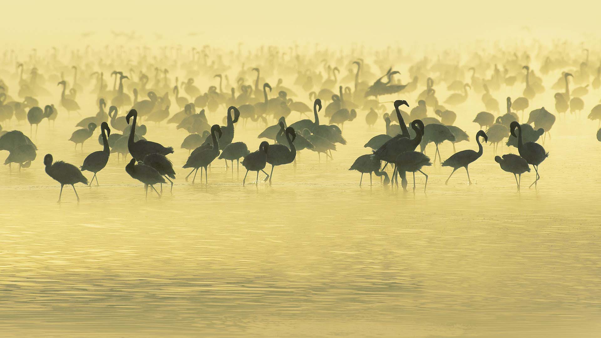 Animal Birds Flamingos South Africa River HD Wallpaper