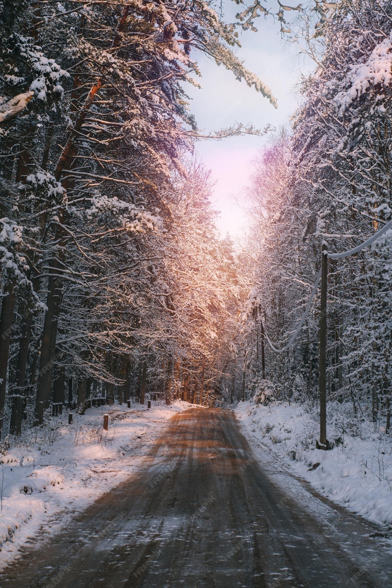 Premium Photo Winter Forest Alley Covered By Snow During
