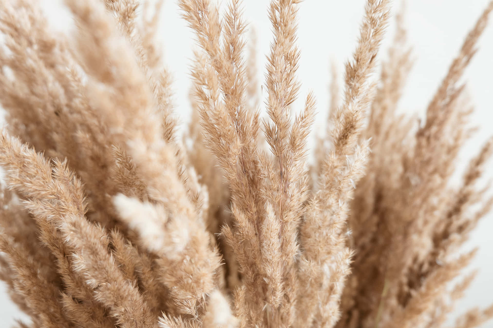 A Field Of Pampas Grass On Sunny Summer Day Wallpaper