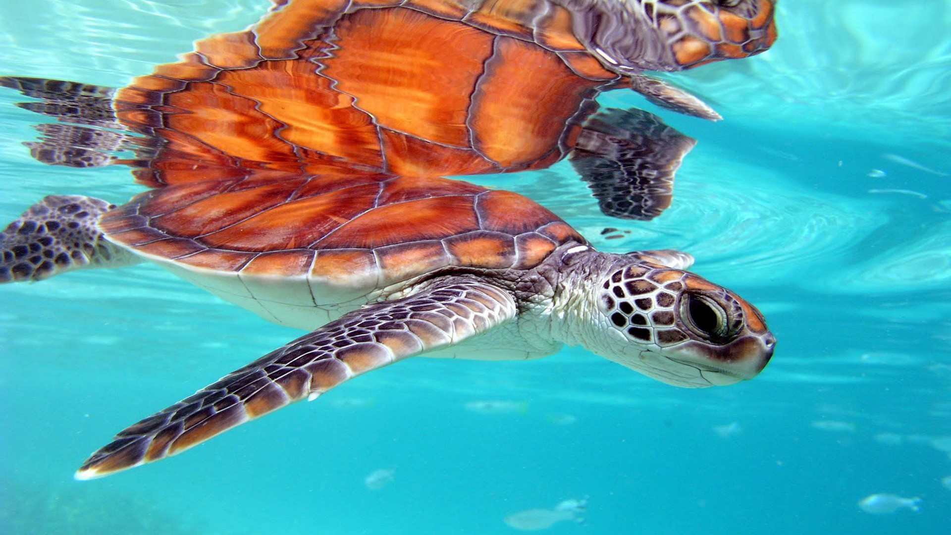 Marine Honu Turtle Bora South Polynesia Desktop Background