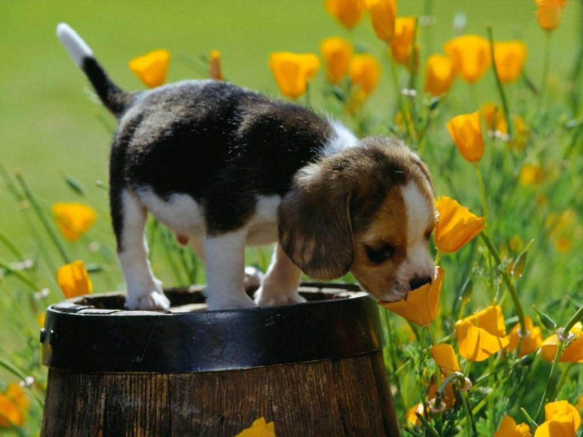 Funny Beagle Wallpaper Pictures