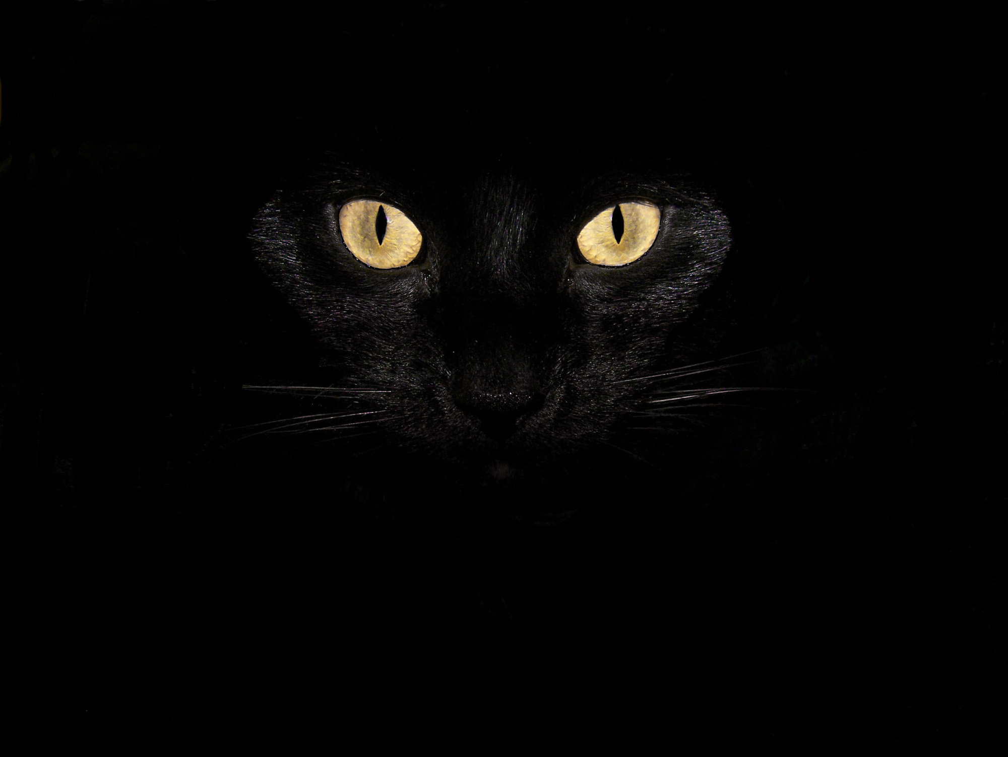 Black cat wallpaper mehro