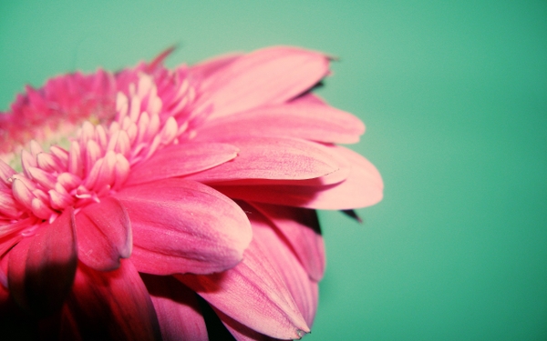 Flowers Pink Teal Background Closeup