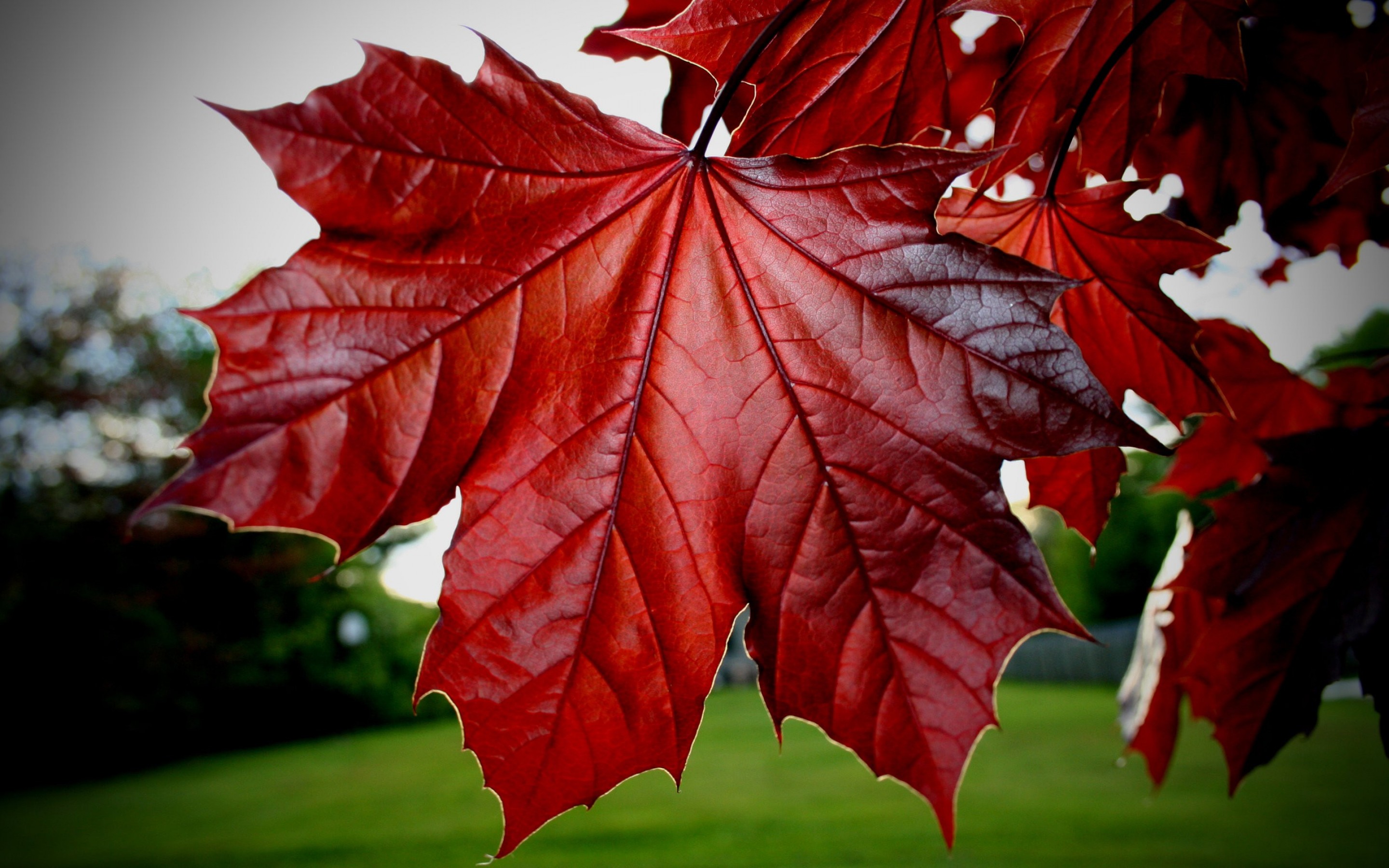 Black Red Leaves Red Leaf HD phone wallpaper  Pxfuel
