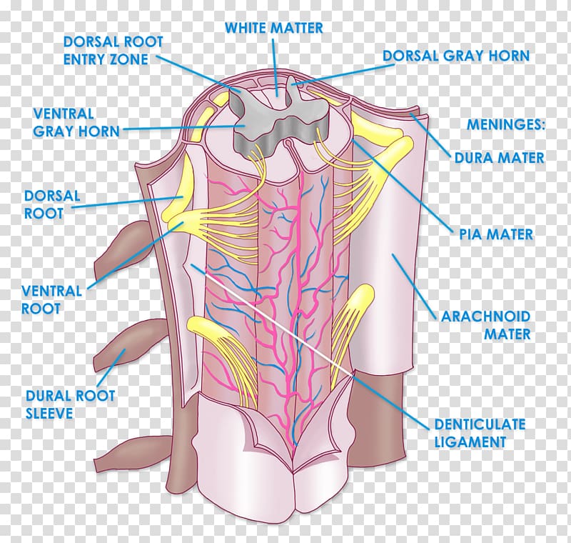 Spinal Cord Anatomy Vertebral Column Nervous System Human Body