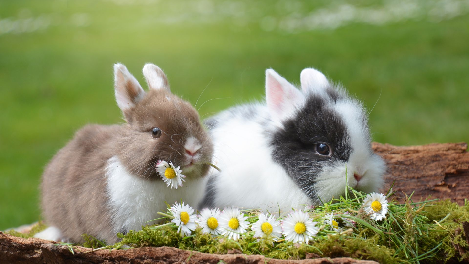 Desktop Wallpaper Cute Small Animals Rabbits Bunny Hare HD