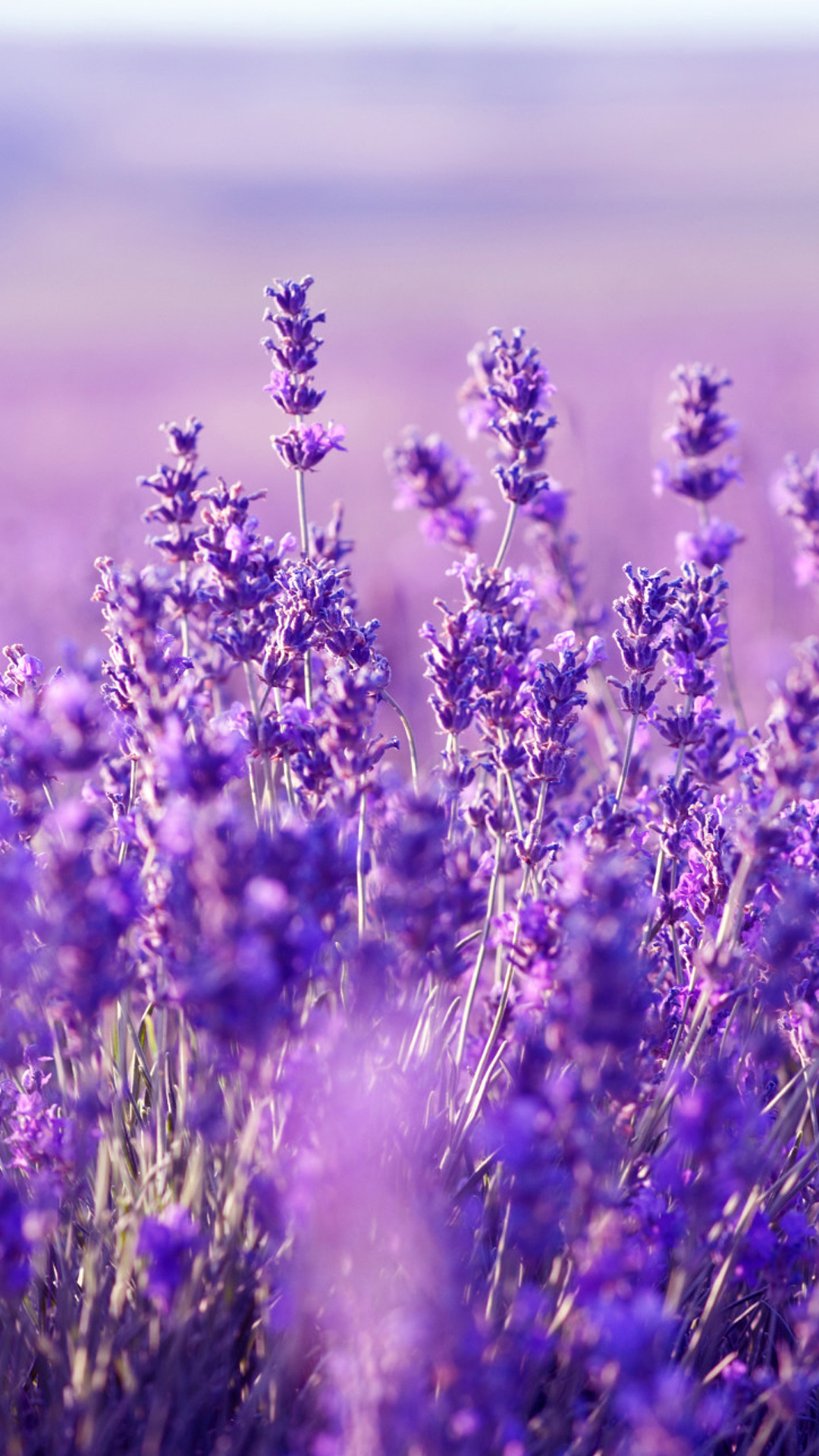 Beautiful Lavender Wallpaper HD Mobile