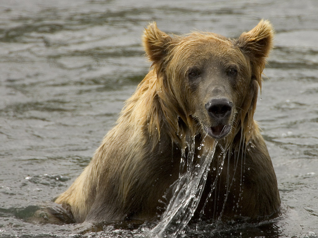 Bear Kodiak