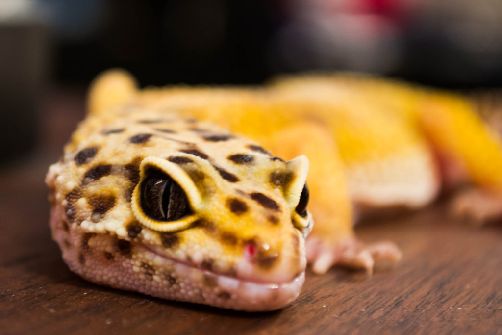 Wise Old Leopard Gecko By Killerbrownie37