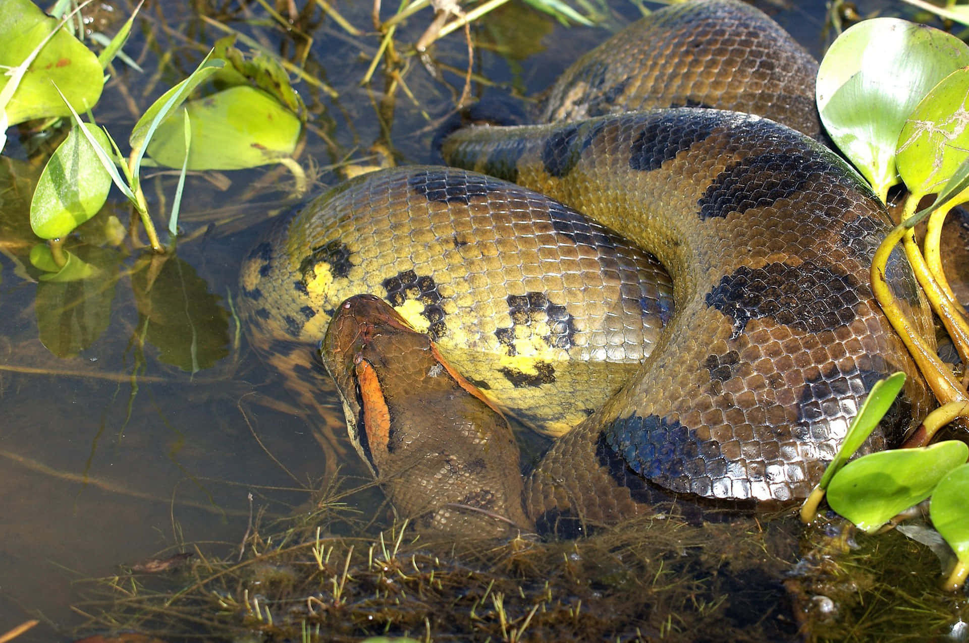 Green Anaconda In Water Wallpaper