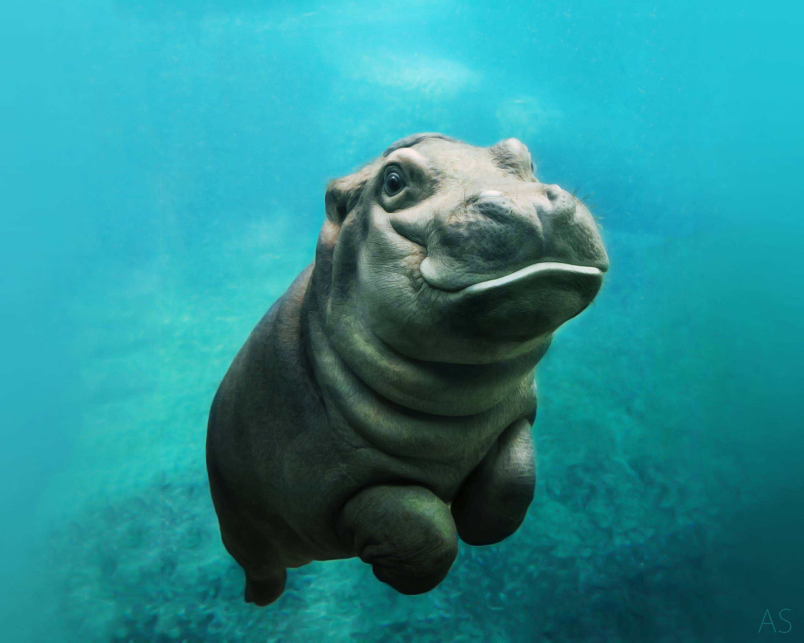 Baby Hippo Wallpaper Animals