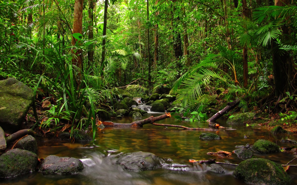 Rainforest Habitat Thinglink