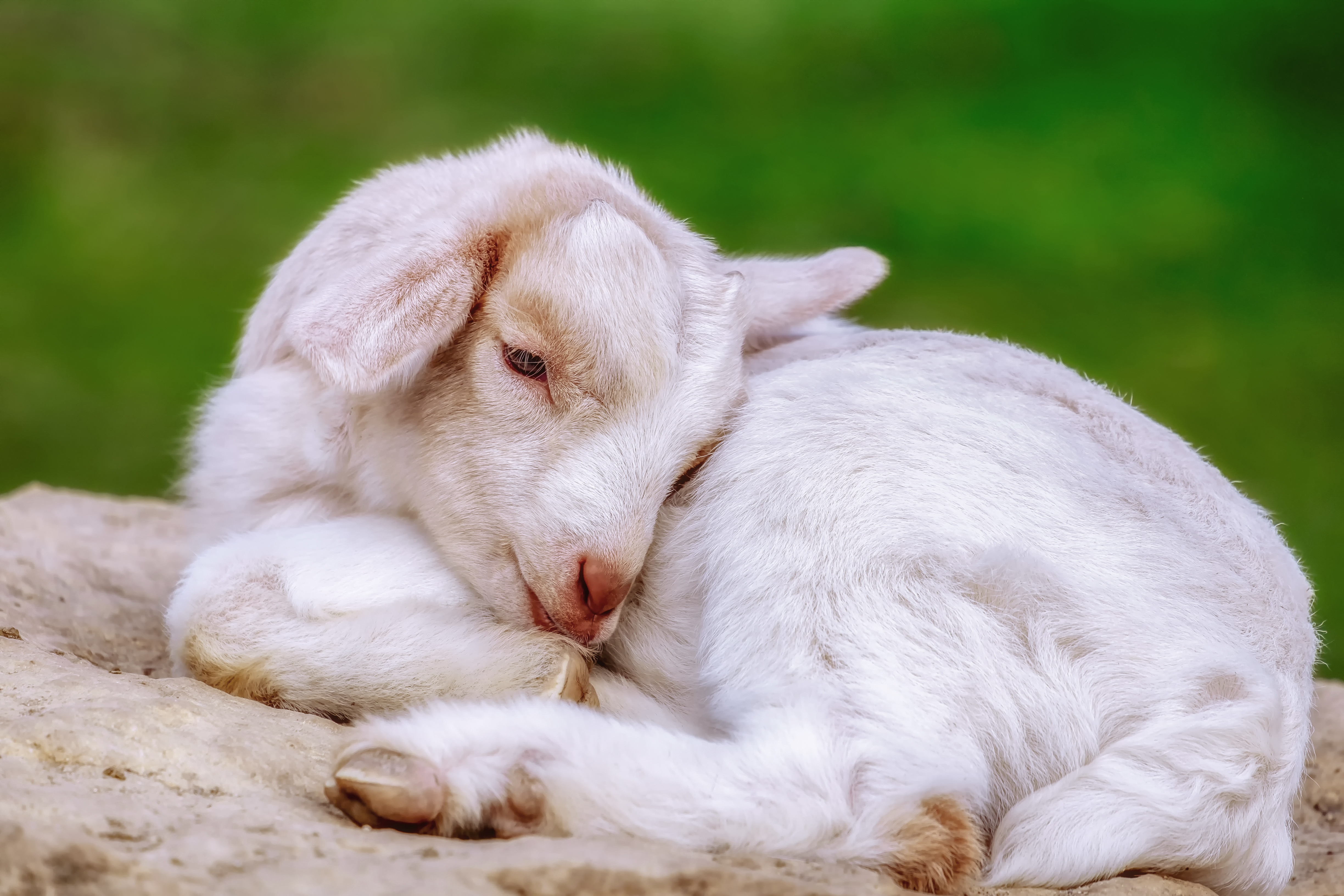 Cute White Baby Goat Also Called A Kid By Couleur