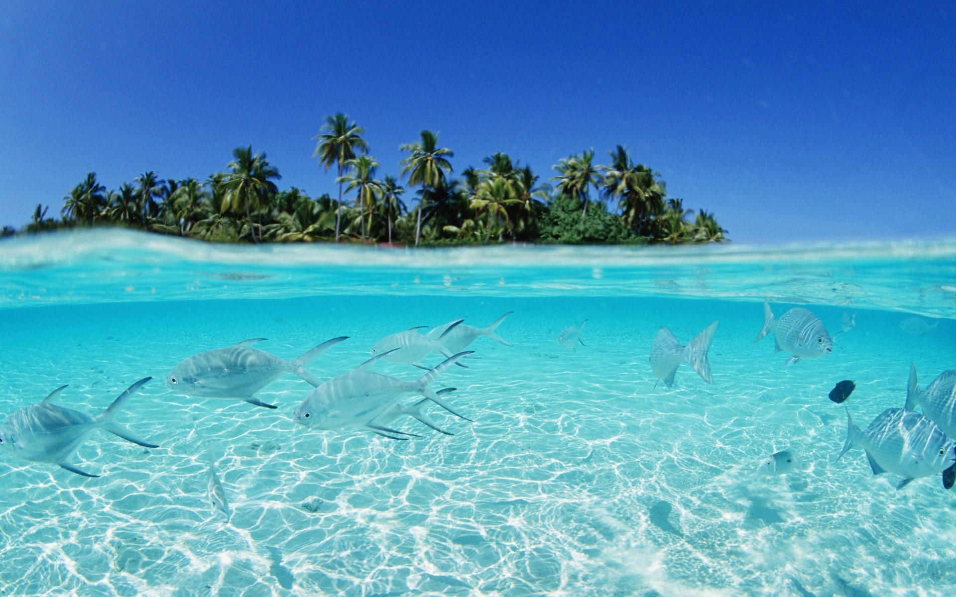 Maldives Beach Fish